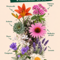 Jardin d'été avec diverses plantes vivaces faciles à entretenir