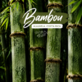 Jardin luxuriant avec des bambous d'Alajuela au Costa Rica