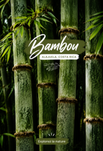 Jardin luxuriant avec des bambous d'Alajuela au Costa Rica