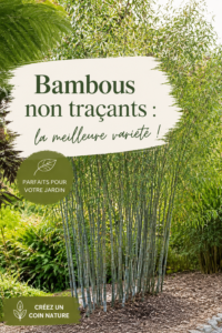 Jardin avec des bambous non traçants, créant une ambiance zen