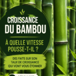 Un champ de bambou luxuriant montrant sa croissance rapide sous le soleil.