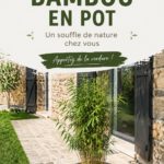 Bambou en pot décoratif sur une terrasse ensoleillée