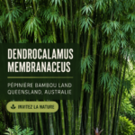 Dendrocalamus membranaceus dans un jardin luxuriant
