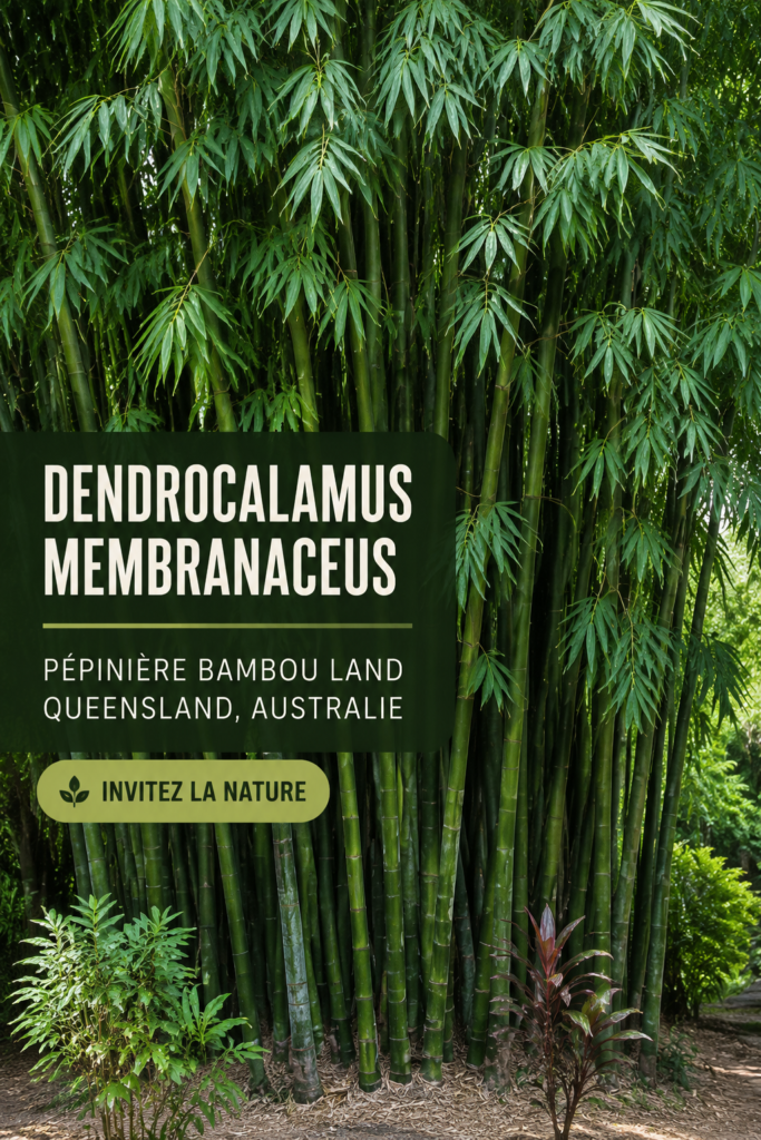 Dendrocalamus membranaceus dans un jardin luxuriant