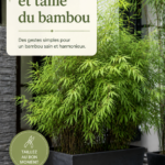 Bambou bien entretenu au jardin