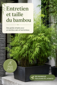 Bambou bien entretenu au jardin