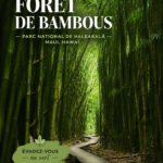 Forêt de bambou mystérieuse sur l'île de Maui, parc national Haleakala.