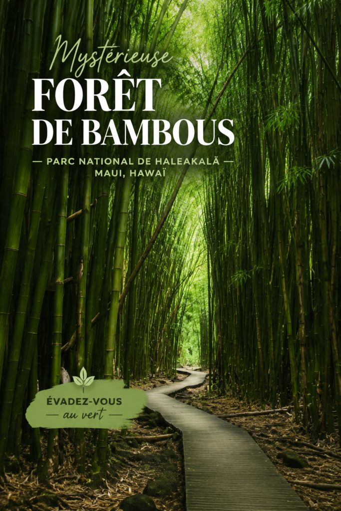 Forêt de bambou mystérieuse sur l'île de Maui, parc national Haleakala.