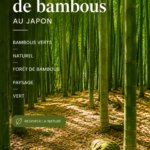 Forêt de bambous verdoyante au Japon