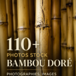 Un bel exemple de photo de bambou doré mettant en avant ses reflets
