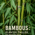 Jardin avec des bambous majestueux bien entretenus