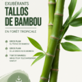 Tiges de bambou exubérantes dans un environnement tropical, apportant une touche de nature à la décoration.