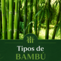 Variétés de bambou dans un jardin élégant