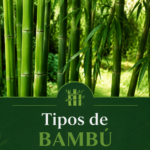 Variétés de bambou dans un jardin élégant